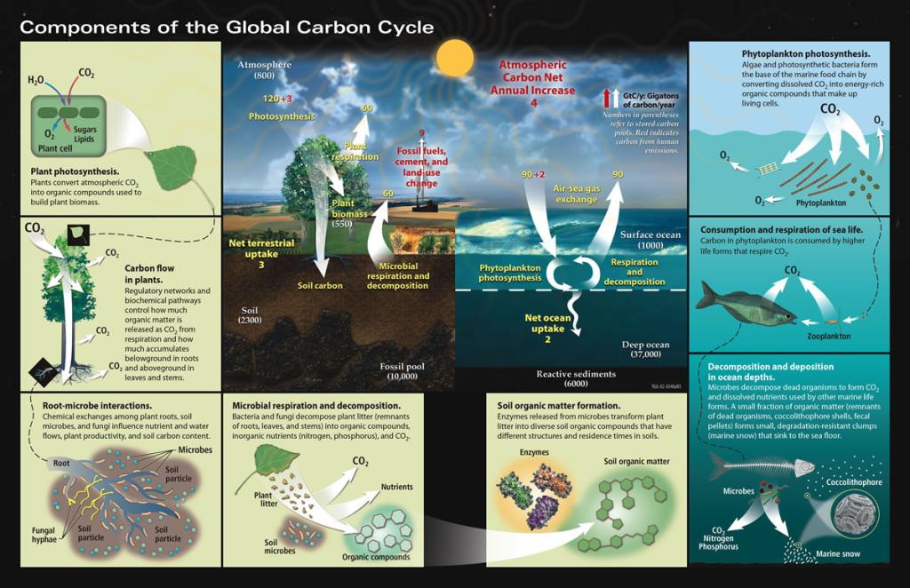 This 2007 figure depicts the different components of the carbon cycle, with values in parentheses shown as estimates of the major global carbon reservoirs (Houghton, 2007) in gigatons (GT) (Source: U.S. Department of Energy Office of Science).