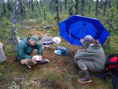 Two students measuring soil carbon